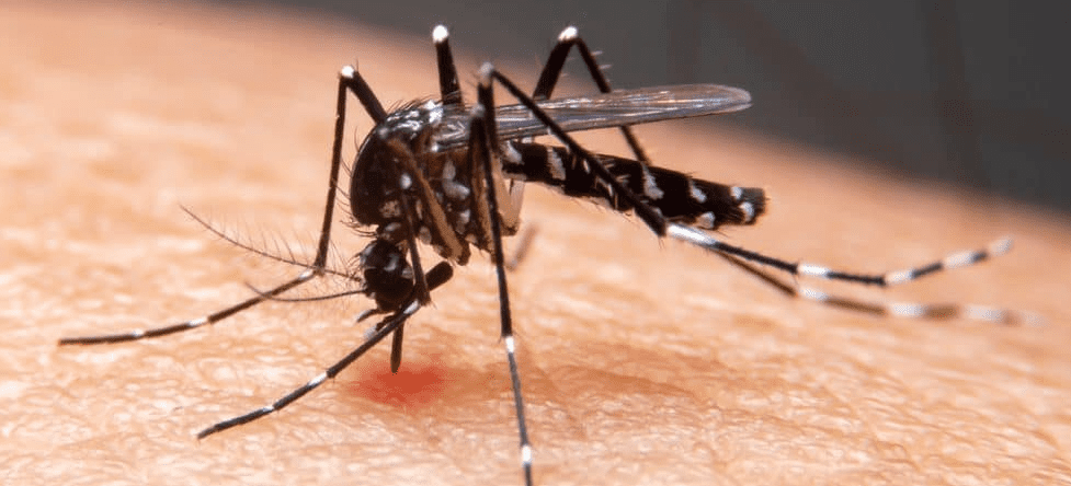 Casos de dengue, zika e chikungunya crescem 76% no Maranhão no 1º trimestre de 2022 Os dados são do Boletim Epidemiológico de Arboviroses, da Secretaria de Estado da Saúde (SES).