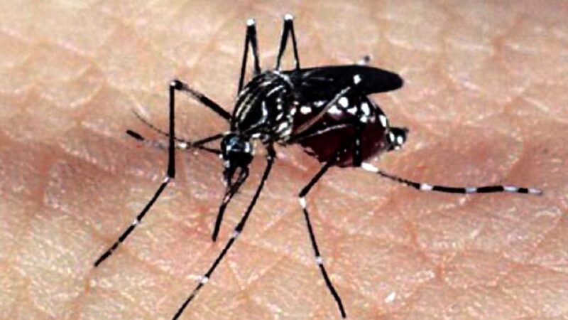 Casos de dengue em todo o país aumentam 95% em relação a 2021