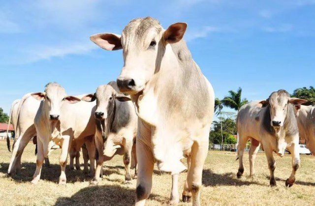 Mal da “vaca louca” é confirmado no Pará Caso foi registrado em uma propriedade com 160 cabeças de gado.